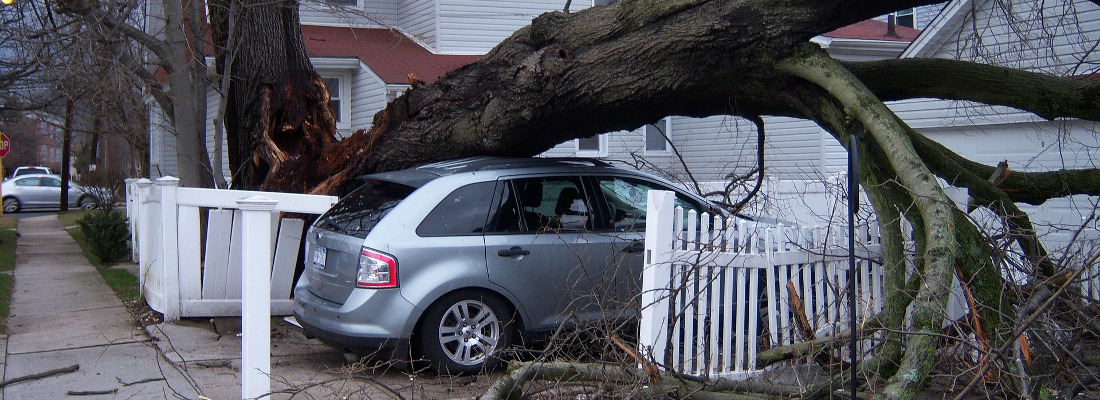 Tree Contractors Newark-on-Trent