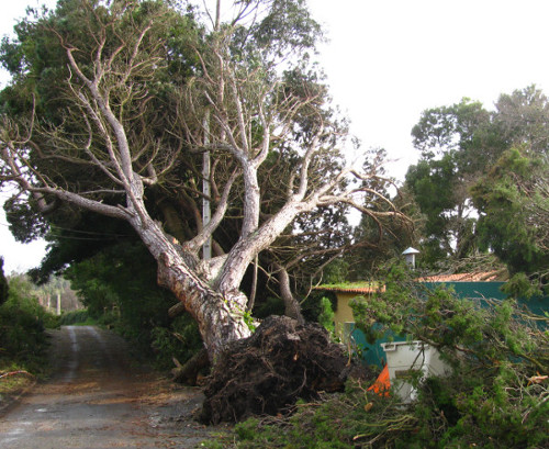 Tree Pruning Retford