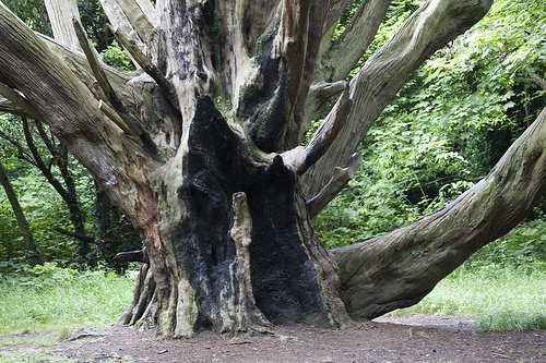 Tree Surgeons West Bridgford